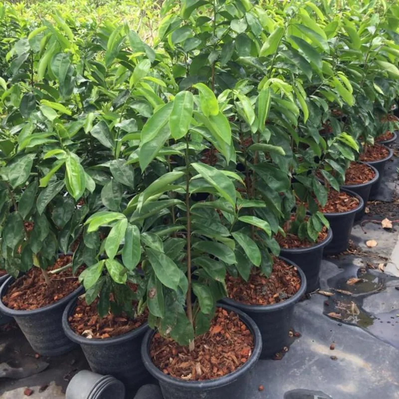 Soursop Tree Live Plant, 3 Gallon Pot, Annona Muricata, Tropical Fruit Tree, Outdoor - Image 6