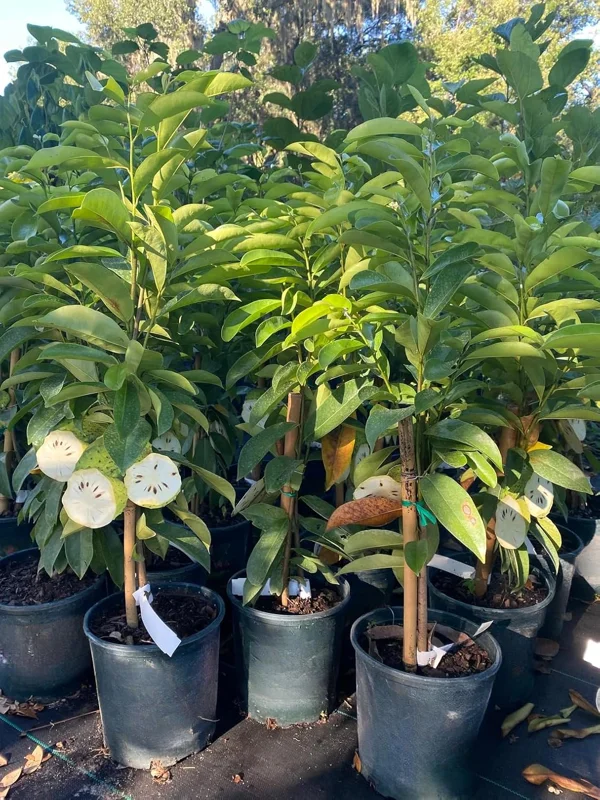 Soursop Tree Live Plant, 3 Gallon Pot, Annona Muricata, Tropical Fruit Tree, Outdoor - Image 9