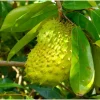 Soursop Tree Live Plant – Guanabana Tropical Fruit Plant – 4 Inch Pot, 6-8 Inch Tall Indoor/Outdoor - Image 1