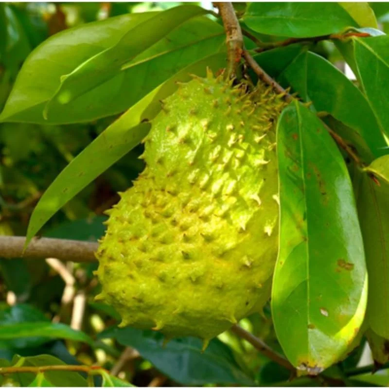 Soursop Tree Live Plant – Guanabana Tropical Fruit Plant – 4 Inch Pot, 6-8 Inch Tall Indoor/Outdoor - Image 1