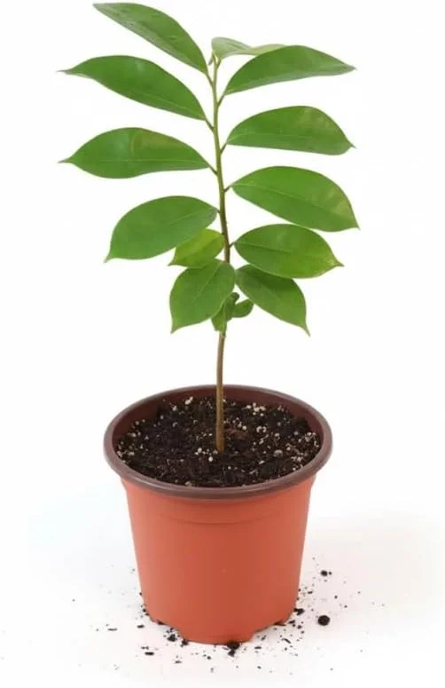 Soursop Tree Live Plant – Guanabana Tropical Fruit Plant – 4 Inch Pot, 6-8 Inch Tall Indoor/Outdoor - Image 2