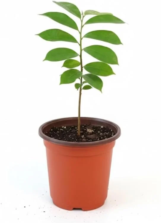 Soursop Tree Live Plant, Tropical Annona Muricata, 6-8 Inch Tall in 4 Inch Pot - Image 2