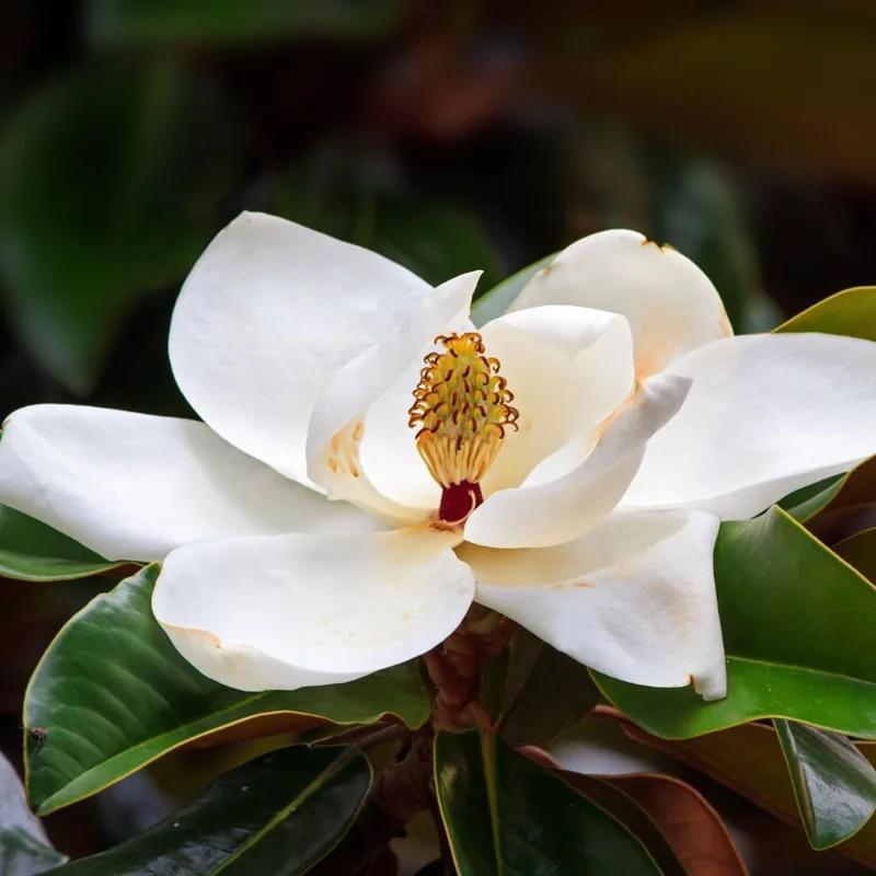 Southern Magnolia Tree Live Plant, 6-12 inches Tall, 2.5 inch Pot, Fragrant White Flowers, Outdoor - Image 2
