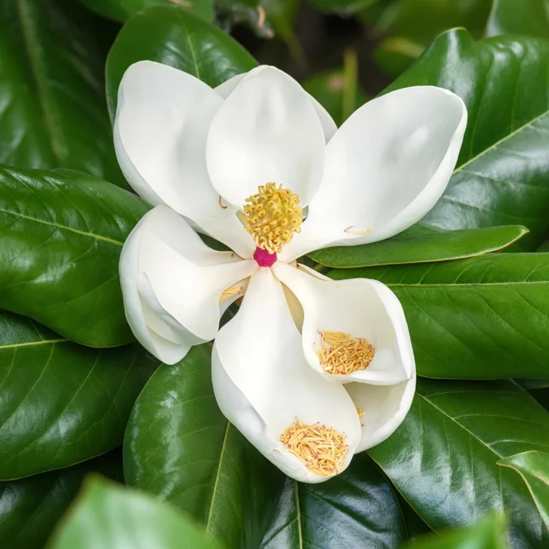 Southern Magnolia Tree Live Plant, 6-12 inches Tall, 2.5 inch Pot, Fragrant White Flowers, Outdoor - Image 3