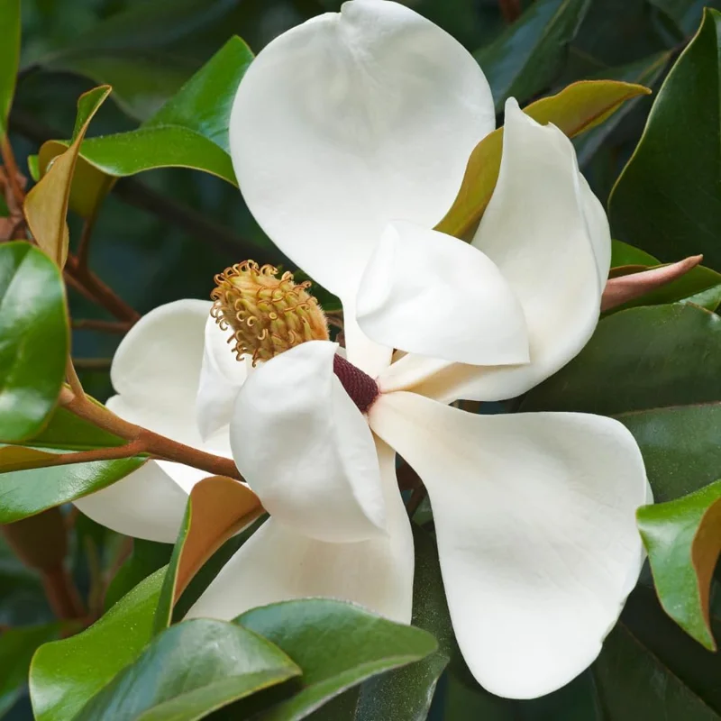 Southern Magnolia Tree Live Plant, 6-12 inches Tall, 2.5 inch Pot, Fragrant White Flowers, Outdoor - Image 5