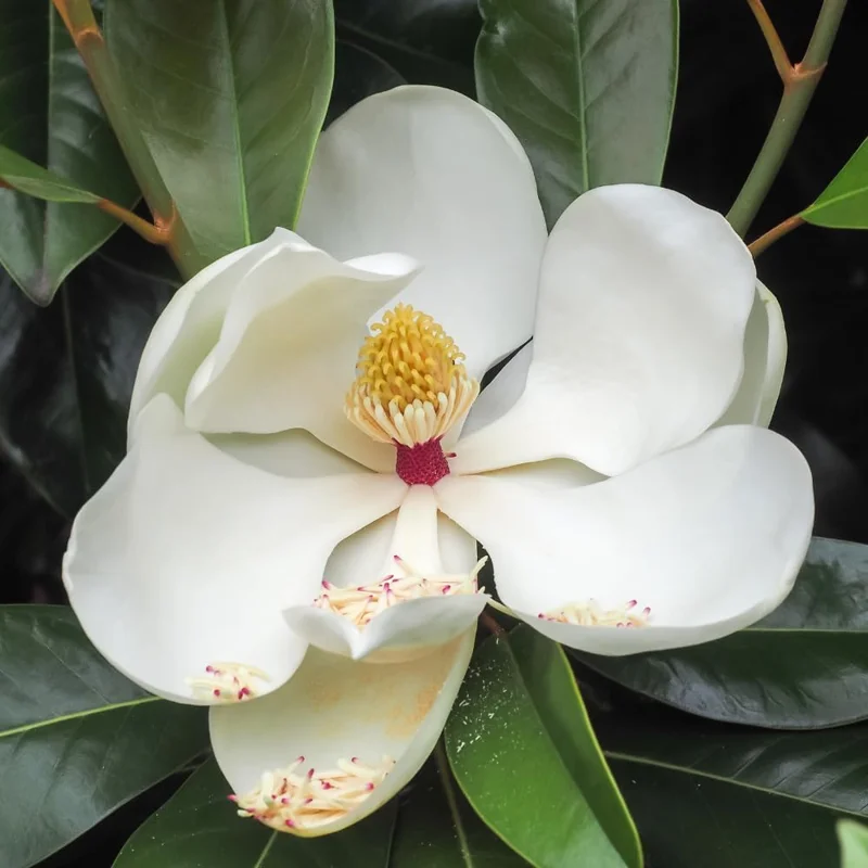 Southern Magnolia Tree Live Plant, 6-12 inches Tall, 2.5 inch Pot, Fragrant White Flowers, Outdoor - Image 6