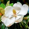Southern Magnolia Tree Live Plant, 6-12 inches Tall, 2.5 inch Pot, Fragrant White Flowers, Outdoor - Image 1