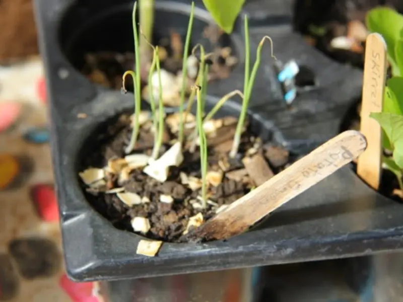 How to Grow Potato Onions From True Seeds: A Step-by-Step Guide