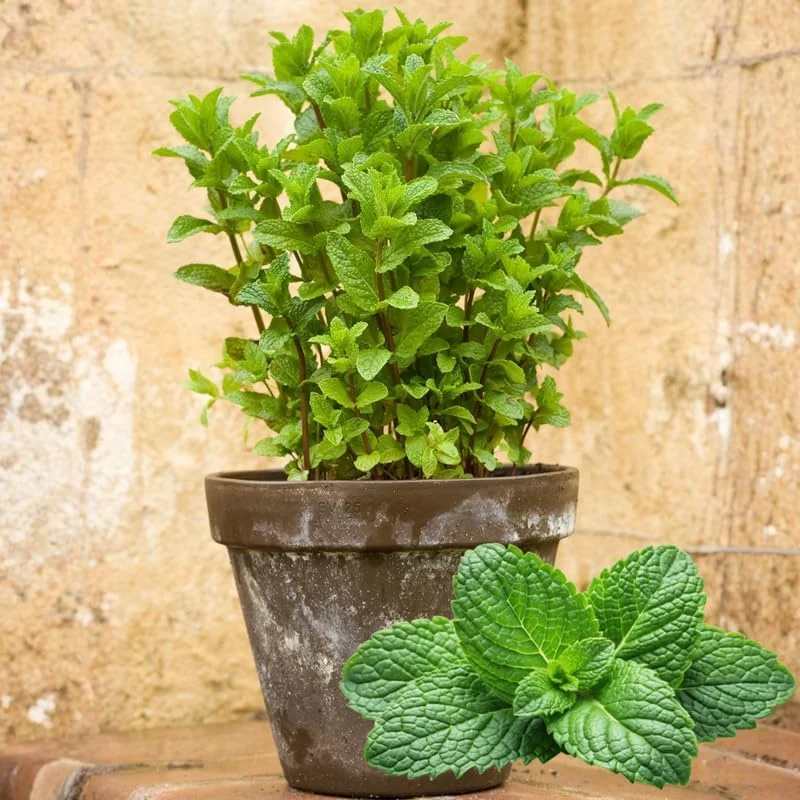 Spearmint Live Plants - Set of 3 - Fragrant Culinary Herb - 4-7 inch - Indoor/Outdoor - Image 3