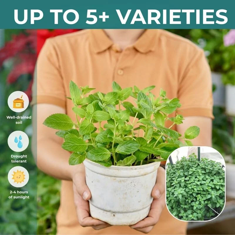 Spearmint Live Plants - Set of 3 - Fragrant Culinary Herb - 4-7 inch - Indoor/Outdoor - Image 5