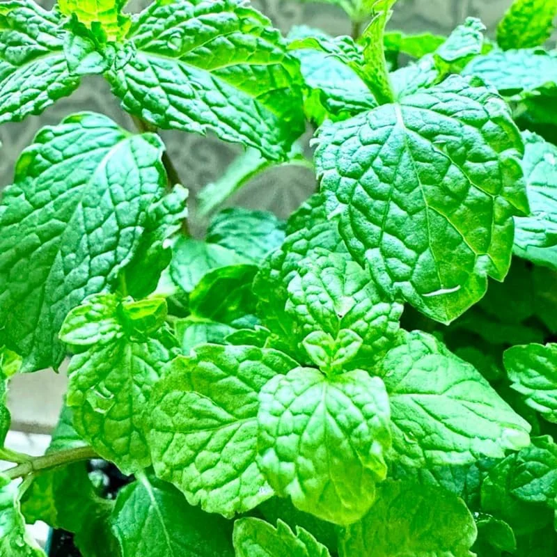 Spearmint Live Plants - Set of 3 - Fragrant Culinary Herb - 4-7 inch - Indoor/Outdoor - Image 6