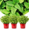Spearmint Live Plants - Set of 3 - Fragrant Culinary Herb - 4-7 inch - Indoor/Outdoor - Image 1