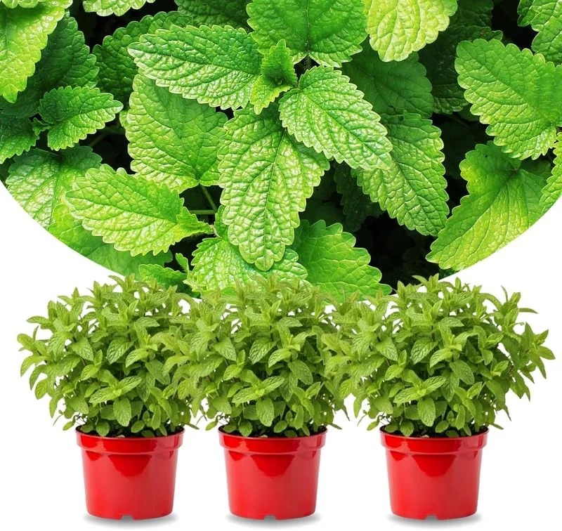 Spearmint Live Plants - Set of 3 - Fragrant Culinary Herb - 4-7 inch - Indoor/Outdoor - Image 1