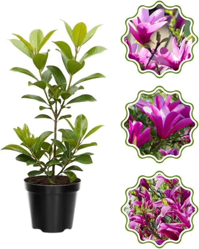 Star Magnolia Tree Live Plant 4-8 Inches - Fragrant White/Pink Blooms Outdoor - Image 2