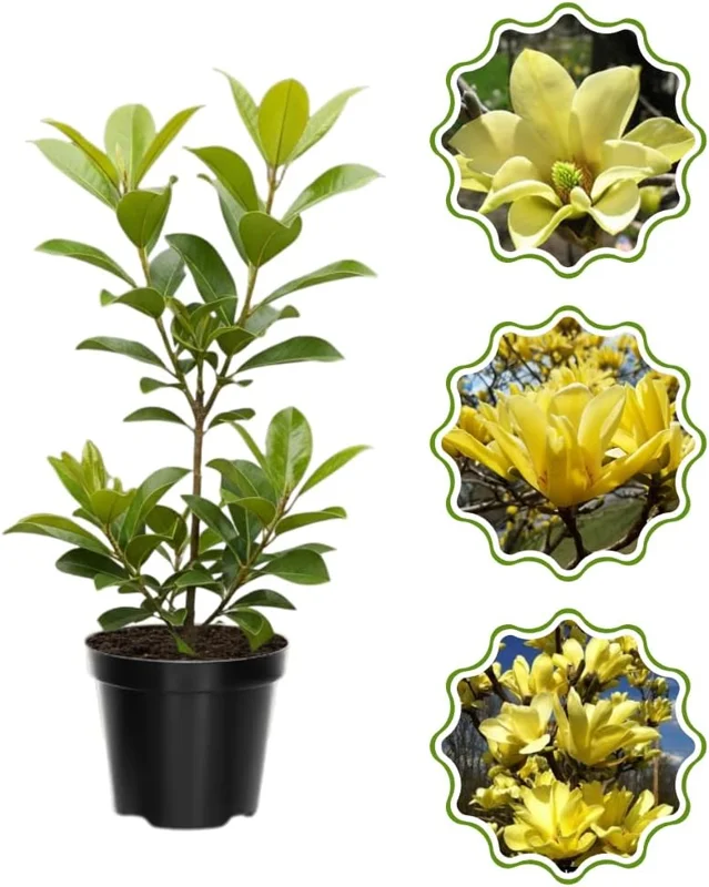 Star Magnolia Tree Live Plant 4-8 Inches - Fragrant White/Pink Blooms Outdoor - Image 1