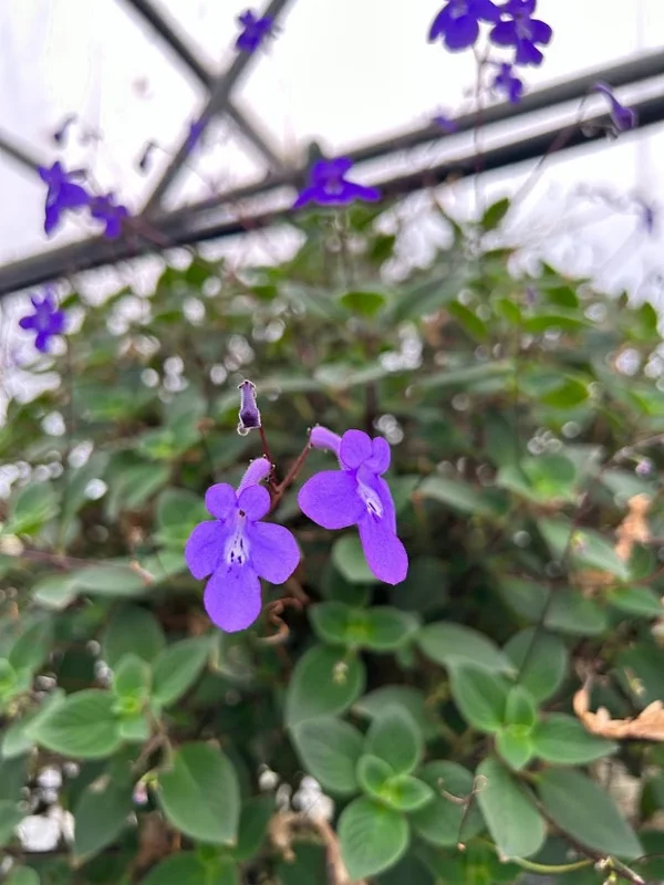 Streptocarpella Live Plant - Blue Flowers, Houseplant, Easy Care - Image 2