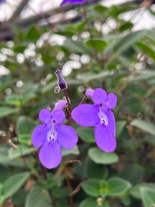 Streptocarpella Live Plant - Blue Flowers, Houseplant, Easy Care - Image 1