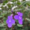 Streptocarpella Live Plant - Light Blue Flowers, Hanging Basket Houseplant - Image 1