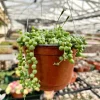 String of Pearls Succulent Live Plant - Trailing Indoor Houseplant in 2", 4", 6" Pot - Image 1