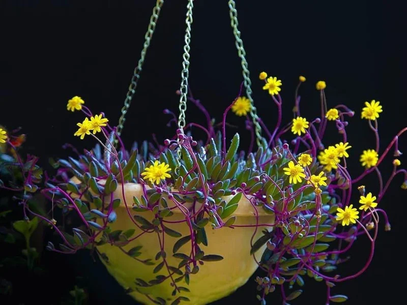 String of Rubies Succulent Live Plant – Othonna capensis – 2.5 inch Pot - Image 2