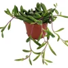 String of Rubies Succulent Live Plant – Othonna capensis – 2.5 inch Pot - Image 1