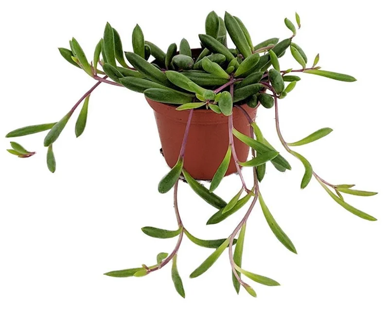 String of Rubies Succulent Live Plant – Othonna capensis – 2.5 inch Pot - Image 1