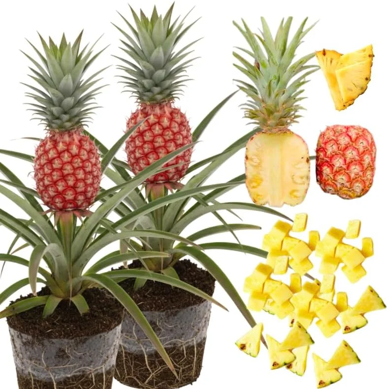 Sugarloaf Pineapple Plants Live - Pack of 2, 4-8 Inch Tall Tropical Fruit - Image 2
