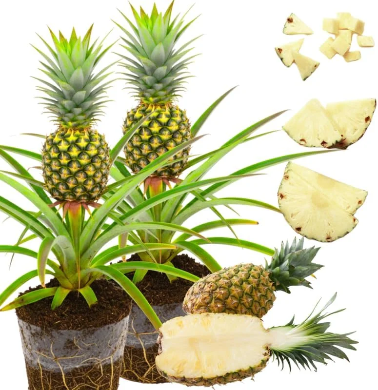 Sugarloaf Pineapple Plants Live - Pack of 2, 4-8 Inch Tall Tropical Fruit - Image 4