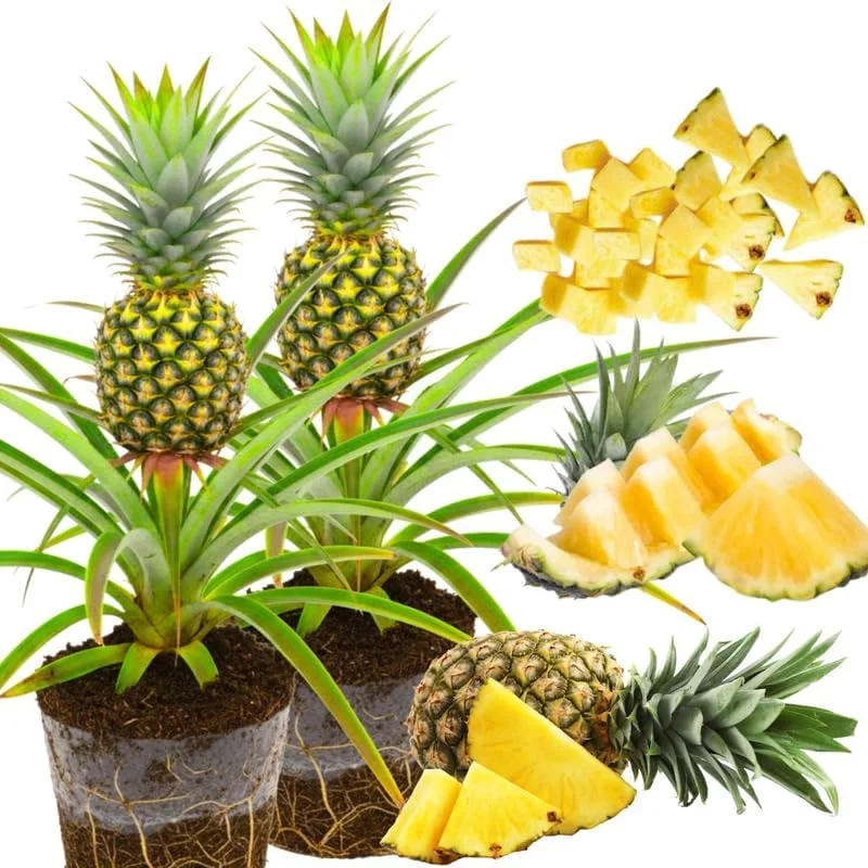 Sugarloaf Pineapple Plants Live - Pack of 2, 4-8 Inch Tall Tropical Fruit - Image 1
