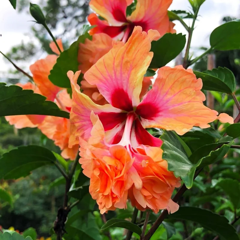 Sunset Hibiscus Live Plant - 8-12 Inch Tall Flowering Shrub for Outdoors - Image 3