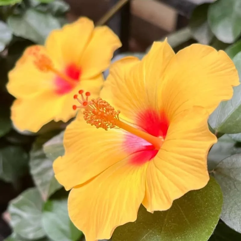 Sunset Hibiscus Live Plant - 8-12 Inch Tall Flowering Shrub for Outdoors - Image 4