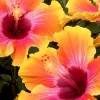 Sunset Hibiscus Live Plant - 8-12 Inch Tall Flowering Shrub for Outdoors - Image 1