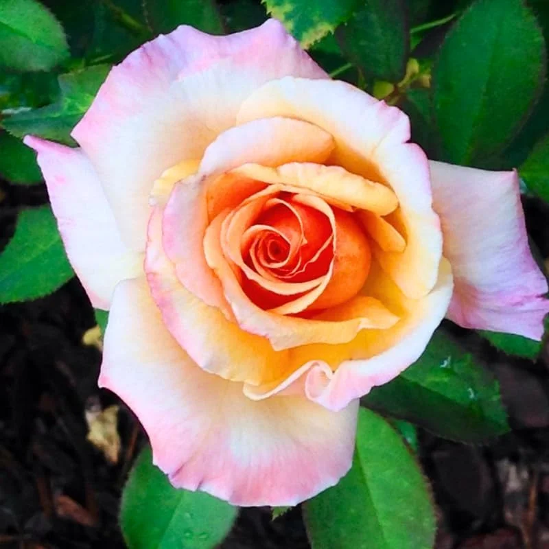 Sunset Rose Bush Live Plant – Heirloom Fragrant Rose – 7-10 Inch Tall Starter Plant - Image 4