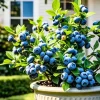 Sunshine Blueberry Bush Live Plant - 2 Pack, 5-8 Inch Tall, Sweet Blueberries, Outdoor - Image 1