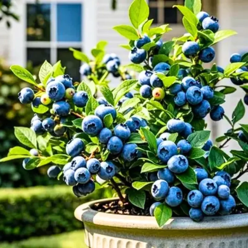 Sunshine Blueberry Bush Live Plant - 2 Pack, 5-8 Inch Tall, Sweet Blueberries, Outdoor - Image 1