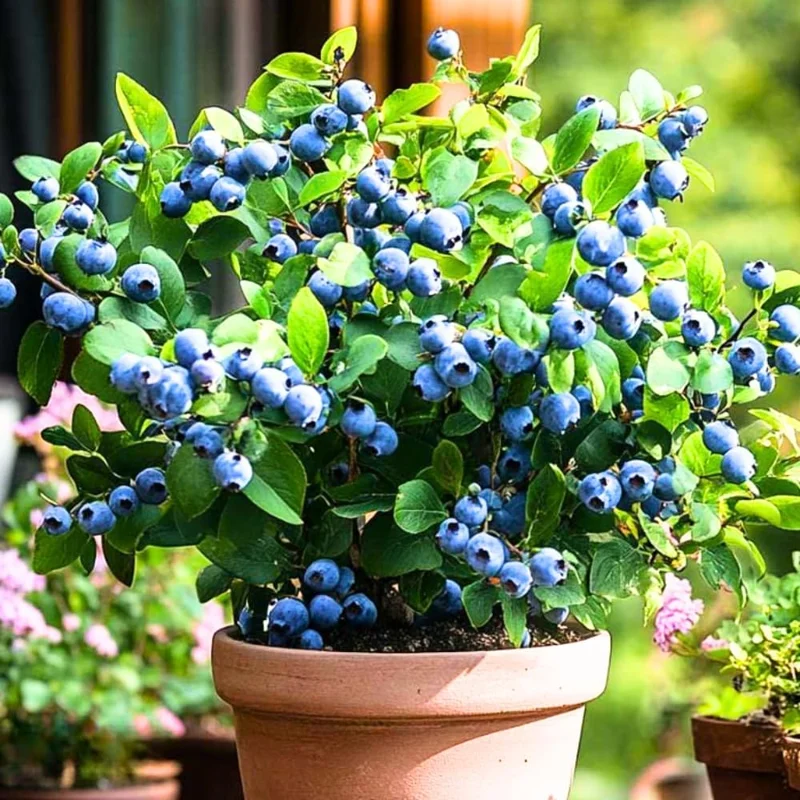 Sunshine Blueberry Bush Live Plant - 2 Pack, 5-8 Inch Tall, Sweet Blueberries, Outdoor - Image 3