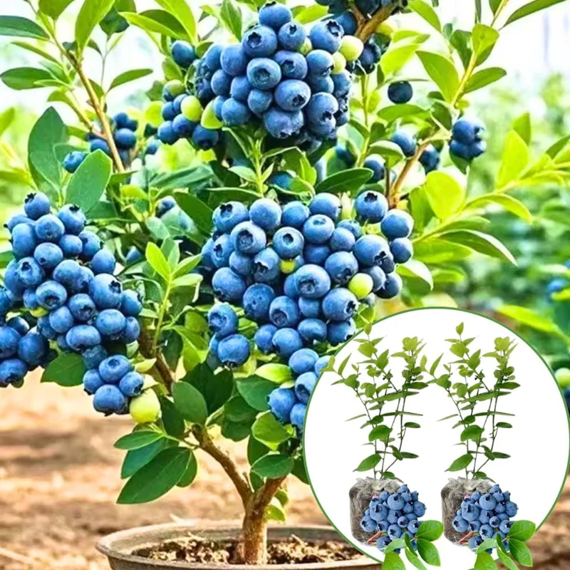 Sunshine Blueberry Bush Live Plant - 2 Pack, 5-8 Inch Tall, Sweet Blueberries, Outdoor - Image 4