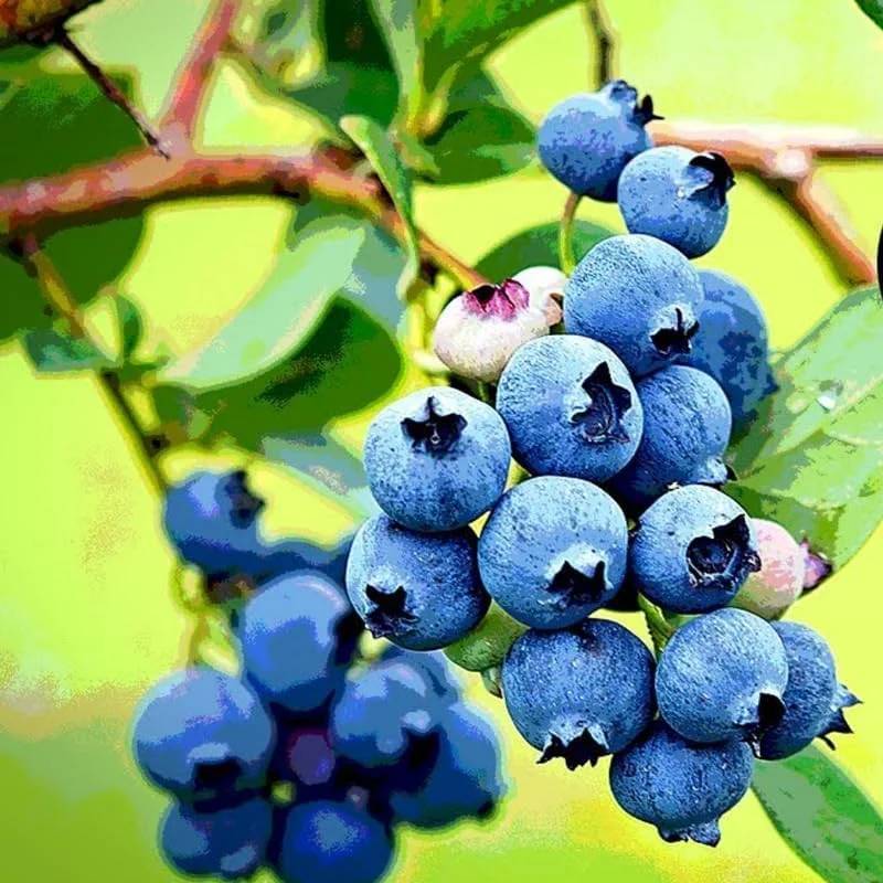 Sunshine Blueberry Bush Live Plant - 2 Pack, 5-8 Inch Tall, Sweet Blueberries, Outdoor - Image 8