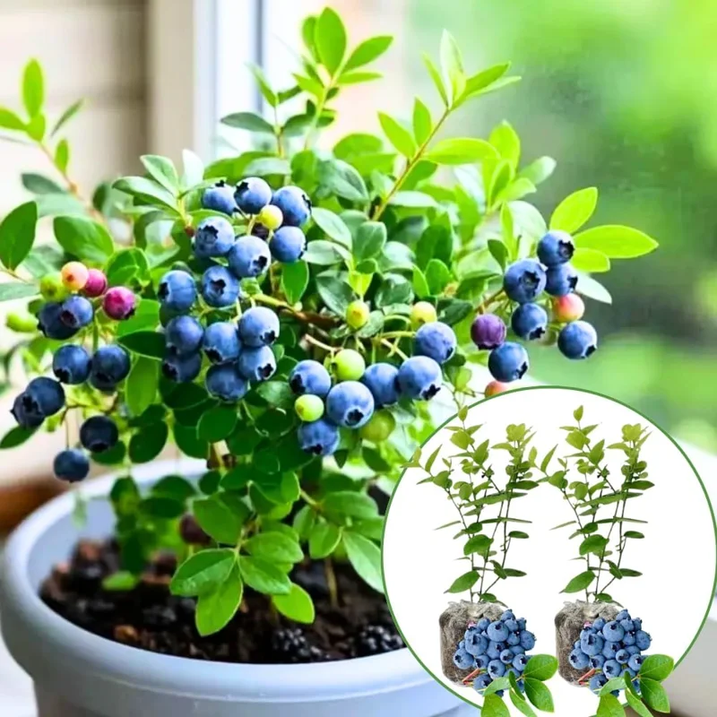 Sunshine Blueberry Bush Live Plant - 2 Pack, 5-8 Inch Tall, Sweet Blueberries, Outdoor - Image 9