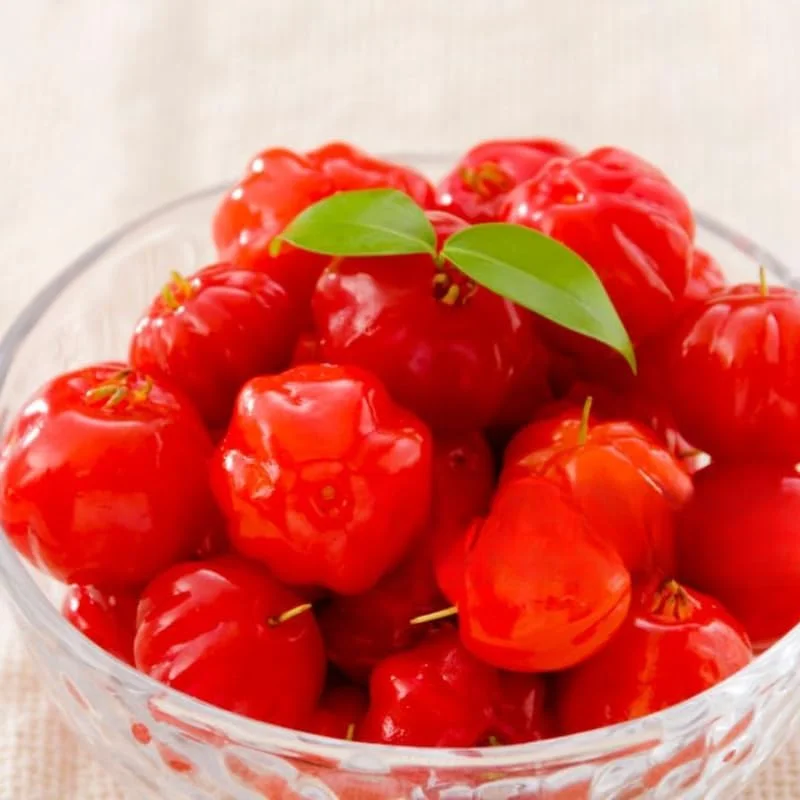 Surinam Cherry Tree Live Plant – 7 Months Old – 4-8" Tall – Sweet Edible Fruit – Outdoor - Image 2