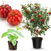 Surinam Cherry Tree Live Plant – 7 Months Old – 4-8" Tall – Sweet Edible Fruit – Outdoor - Image 1