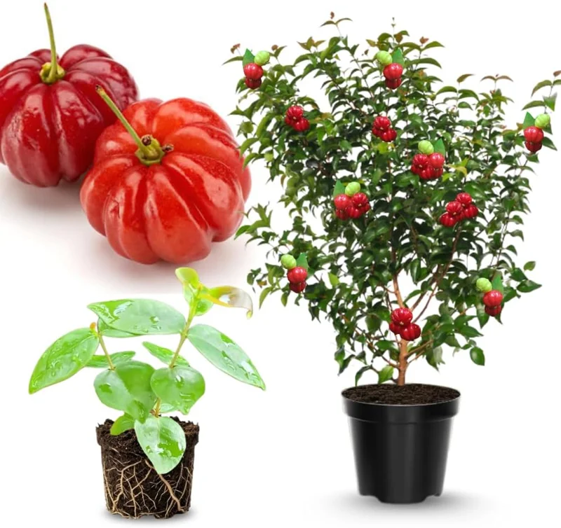 Surinam Cherry Tree Live Plant – 7 Months Old – 4-8" Tall – Sweet Edible Fruit – Outdoor - Image 1