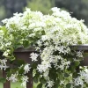 Sweet Autumn Clematis Live Plants - 3-Pack, 4" Pots, Fragrant White Flowers, Outdoor Vine - Image 1