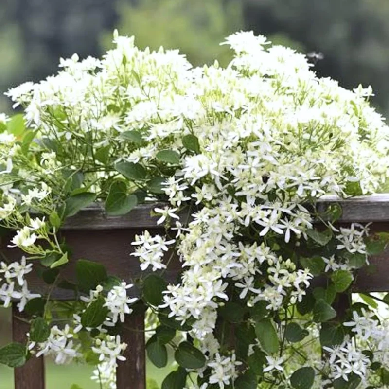 Sweet Autumn Clematis Live Plants - 3-Pack, 4" Pots, Fragrant White Flowers, Outdoor Vine - Image 1