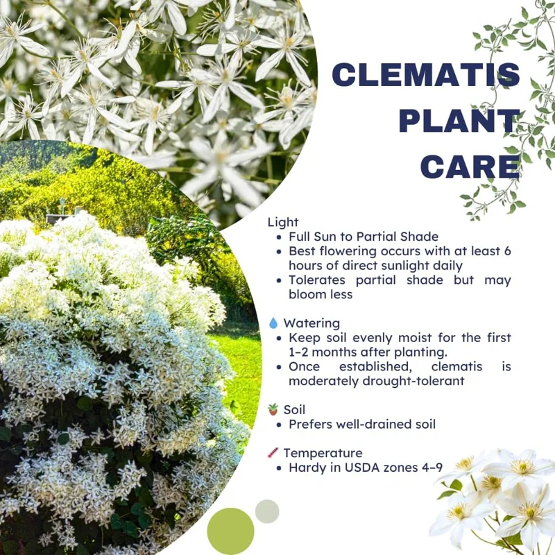 Sweet Autumn Clematis Live Plants - 3-Pack, 4" Pots, Fragrant White Flowers, Outdoor Vine - Image 4