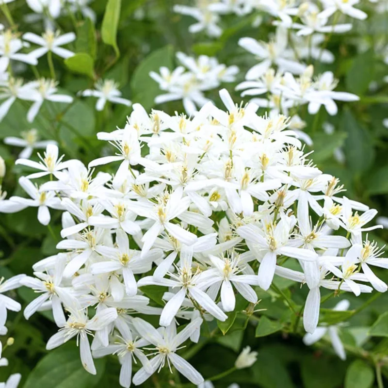 Sweet Autumn Clematis Live Plants - 3-Pack, 4" Pots, Fragrant White Flowers, Outdoor Vine - Image 5