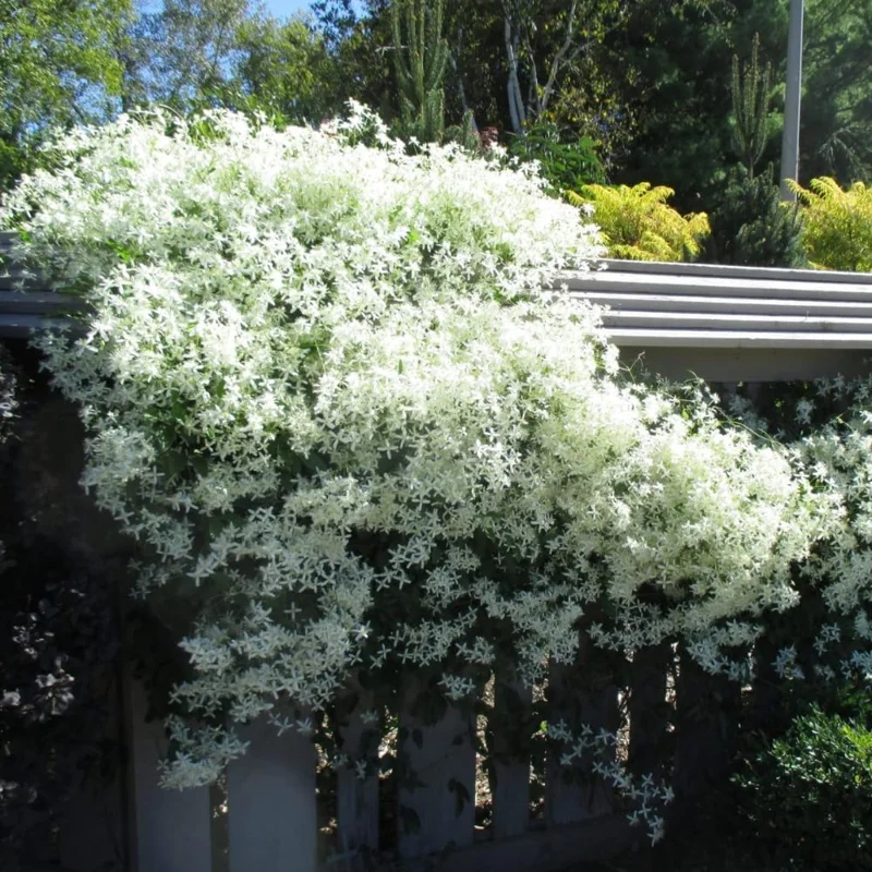 Sweet Autumn Clematis Live Plants - 3-Pack, 4" Pots, Fragrant White Flowers, Outdoor Vine - Image 6