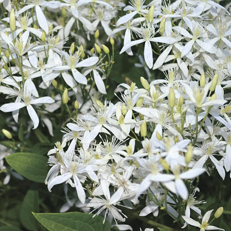 Sweet Autumn Clematis Live Plants - 3-Pack, 4" Pots, Fragrant White Flowers, Outdoor Vine - Image 7