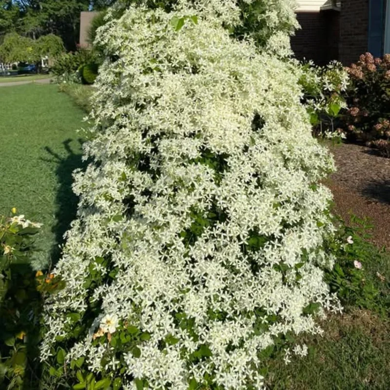 Sweet Autumn Clematis Live Plants - 3-Pack, 4" Pots, Fragrant White Flowers, Outdoor Vine - Image 8