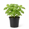 Sweet Basil Live Plant 4-6 Inch Tall - Herb Seedling for Indoor & Outdoor - Image 1